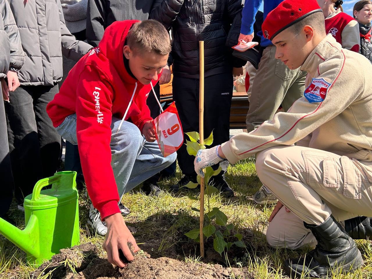 Тополь Победы: Память в каждой веточке!.